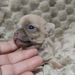 Rambo - Black sabled fawn male Chihuahua puppy in Wayland, Michigan from MI Chihuahua