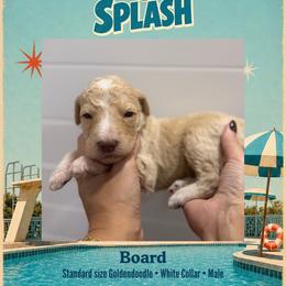 Board - Dallas TX - 4,000 - Cream male Goldendoodle puppy in Garland, Texas from Twilight Doodles