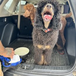 Tatiana - Phantom Poodle puppy in California from Valentine Poodles