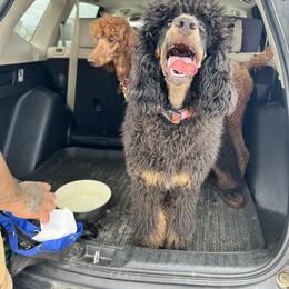 Tatiana - Phantom Poodle puppy in California from Valentine Poodles