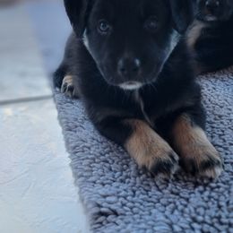 Australian Shepherd Puppies from Summit Australian Shepherds