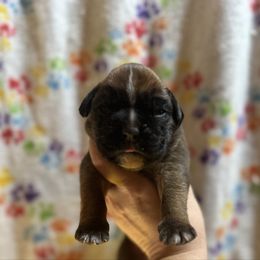 Bailey - Fawn female Boxer puppy in Daviess County, Kentucky from Blissful Euro Boxers & French Bull Dogs