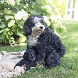 Bernedoodle Puppies from Darcy Lee's Designer Doodles
