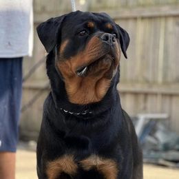 Rottweilers from LMR Kennel