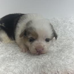 Milo - Blue male Pembroke Welsh Corgi puppy in Hillsville, Virginia from Bonderosa Kennels