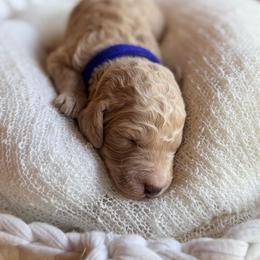 Benny - Cream male Poodle puppy in Detroit Lakes, Minnesota from Pickerel Pups