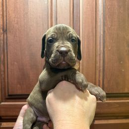 Prancer - Chocolate male Great Dane puppy in Ider, Alabama from Sand Mountain Danes LLC