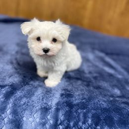 Beau - White male Maltese puppy in Beebe, Arkansas from Cedar Hill Kennel