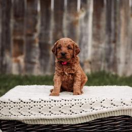 Goldendoodle Puppies from 307 Doodles