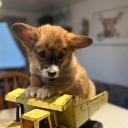 Ollie The Orca- Purple Collar - Sable male Pembroke Welsh Corgi puppy in Olathe, Colorado from Rocking LJ Breeding