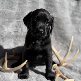 Trail - Black male Labrador Retriever puppy in Sweet Home, Oregon from Knotty Creek Labradors