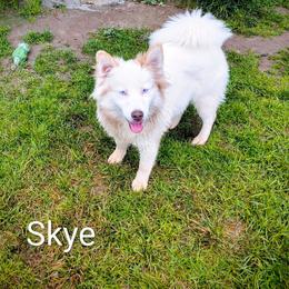 Skye - Pomsky