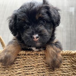 Aussiedoodle Puppies from Kingsden Aussies and doodles