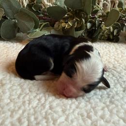 Lance - Tri-color male Bernedoodle puppy in Perrysville, Ohio from Pleasant Valley Bernedoodles