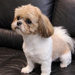 Kiefer - Shih Tzu