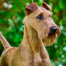 Irish Terriers from Woodley Meadows