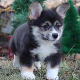 Grizzly - Black and tan male Pembroke Welsh Corgi puppy in Pollock, Missouri from Northstar