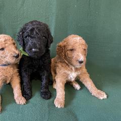 "Our handsome boys" Poodle Puppies from Shab's Standard Poodle
