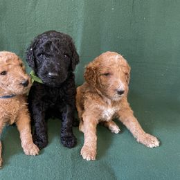 "Our handsome boys" Poodle Puppies from Shab's Standard Poodle