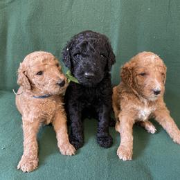 "Our handsome boys" Poodle Puppies from Shab's Standard Poodle