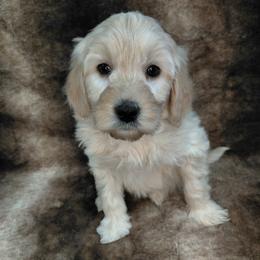 Sutton - Cream male Goldendoodle puppy in Eau Claire, Wisconsin from Fisher River Doodle's