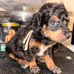 Cassiopeia - Phantom female Poodle puppy in Toledo, Ohio from Exquisite Dalmatians & Standard Poodles