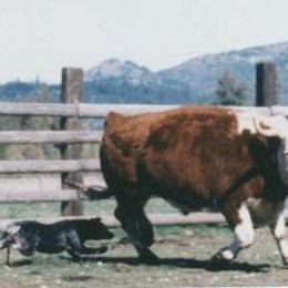 Australian Cattle Dog All Grown Up from Devon’s ACDs