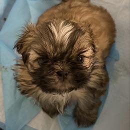 Willie - Brindle male Shih Tzu puppy in Scottdale, Pennsylvania from Nancy’s Majestic Shih Tzus