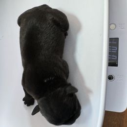 French Bulldog All Grown Up from Pipsters