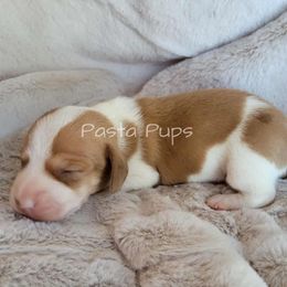 AKC Chorizo - Red male Dachshund puppy in Texarkana, Arkansas from Pasta Pups Miniature Dachshunds