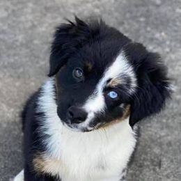 Australian Shepherds, Miniature Australian Shepherds, and Toy Australian Shepherds from Crazy Acres Aussies