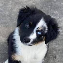 Australian Shepherds, Miniature Australian Shepherds, and Toy Australian Shepherds from Crazy Acres Aussies
