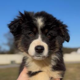 Luna - Girl 3 - Black tri female Miniature Australian Shepherd puppy in Murfreesboro, Tennessee from Norby's Mini Aussies