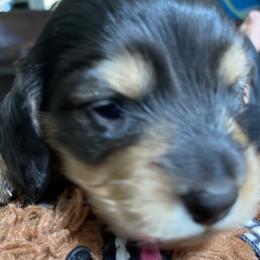 Ellie - Black and tan female Dachshund puppy in Lake Mary, Florida from Lakeside Doxies