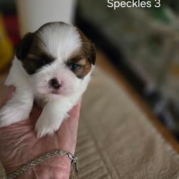 Speckles - Gold and white male Shih Tzu puppy in Hampstead, Maryland from Shawny's Shih Tzus