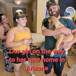 GREY YELLOW - Fawn female Mastiff puppy in Las Vegas, Nevada from Mike N.