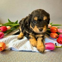 Maui - Black tri-color female Aussiedoodle puppy in Sparta, Missouri from Sis' Doodles & Poodles