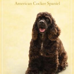 Morah - Cocker Spaniel