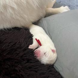 Flareon - White male Samoyed puppy in Stanwood, Washington from The Floof Brigade