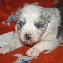Cynthia - Blue merle female Miniature Australian Shepherd puppy in Patterson, North Carolina from DreamLine Aussies