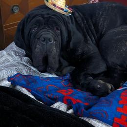 Neapolitan Mastiff All Grown Up from Underworld neapolitan Mastiffs