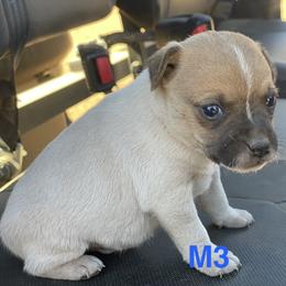 M3 - White and red male Rat Terrier puppy in Burnet, Texas from Burton's Rat Terriers