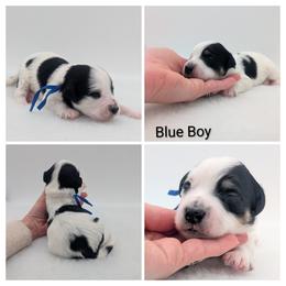 Blue Boy, Phantom Parti - Black male Whoodle puppy in Kalispell, Montana from Countryman Whoodles
