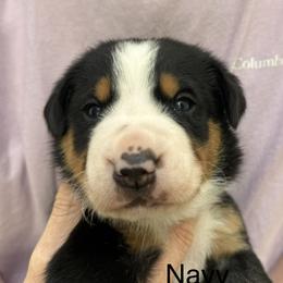 Navy girl - Black, white and red female Greater Swiss Mountain Dog puppy in Woodland, Washington from Woodland Swissie’s