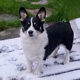 Rider - Pembroke Welsh Corgi