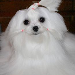 Holly - Maltese