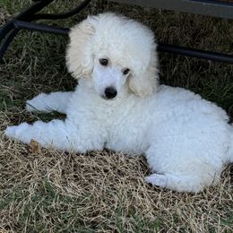 Poodle Puppies from MD's Miniature Poodles