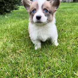 Bluie sable (dot) - Sable Pembroke Welsh Corgi puppy in Pilot Rock, Oregon from Austin's Pups