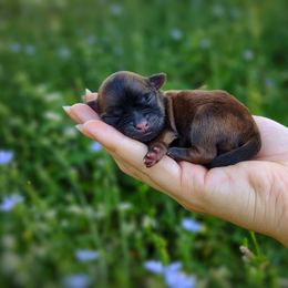 Companion Cross, Havanese, Mal-Shi, Maltese, Maltipoo, Morkie, and Shih Tzu Puppies from Seeking Shalom Acres Maltese, Maltipoos & Havamalts