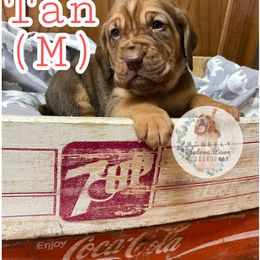 Bloodhound Puppies from McNeely Saline River Bloodhounds